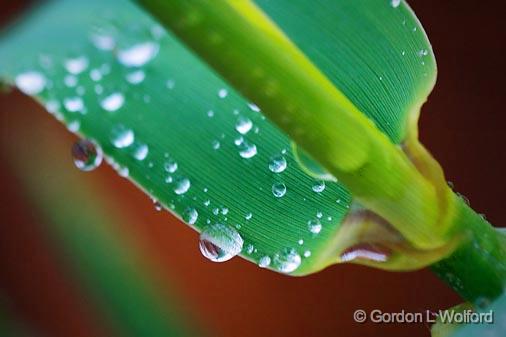 End Of The Drought_45009.jpg - Photographed in Hill Country near Kerrville, Texas, USA.